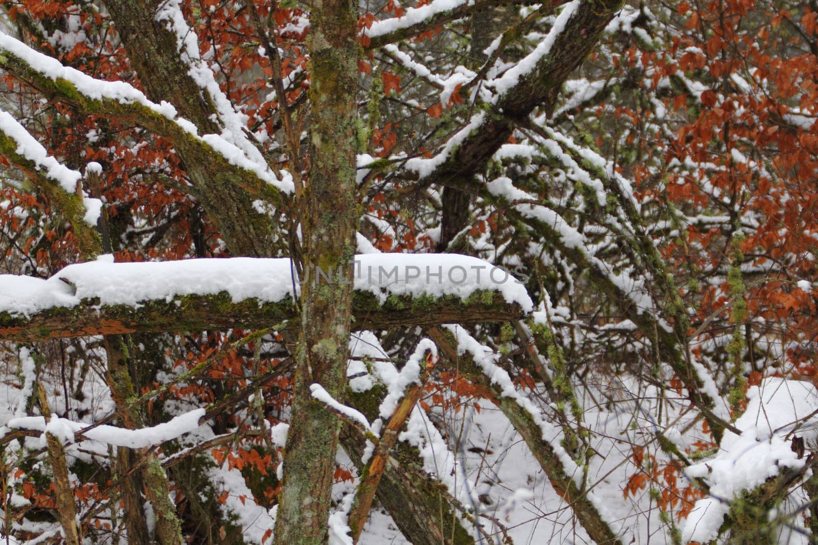 Winter forest with snow and leafless trees