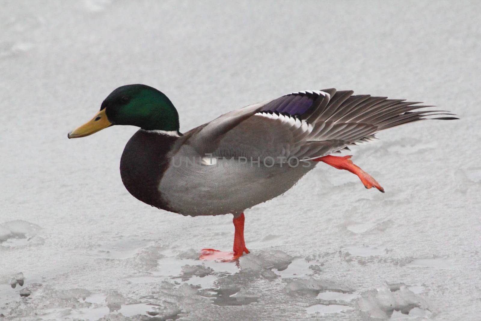 The mallard or wild duck (Anas platyrhynchos) is a dabbling duck which breeds throughout the temperate and subtropical Americas, Eurasia, and North Africa