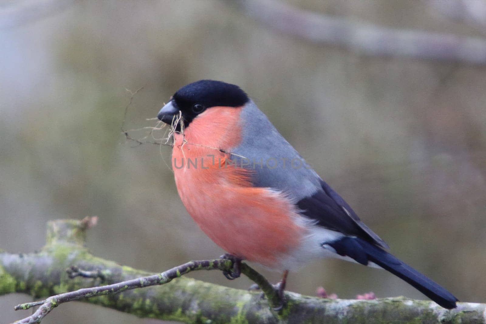 The Eurasian bullfinch, common bullfinch or bullfinch (Pyrrhula pyrrhula) is a small passerine bird in the finch family Fringillidae