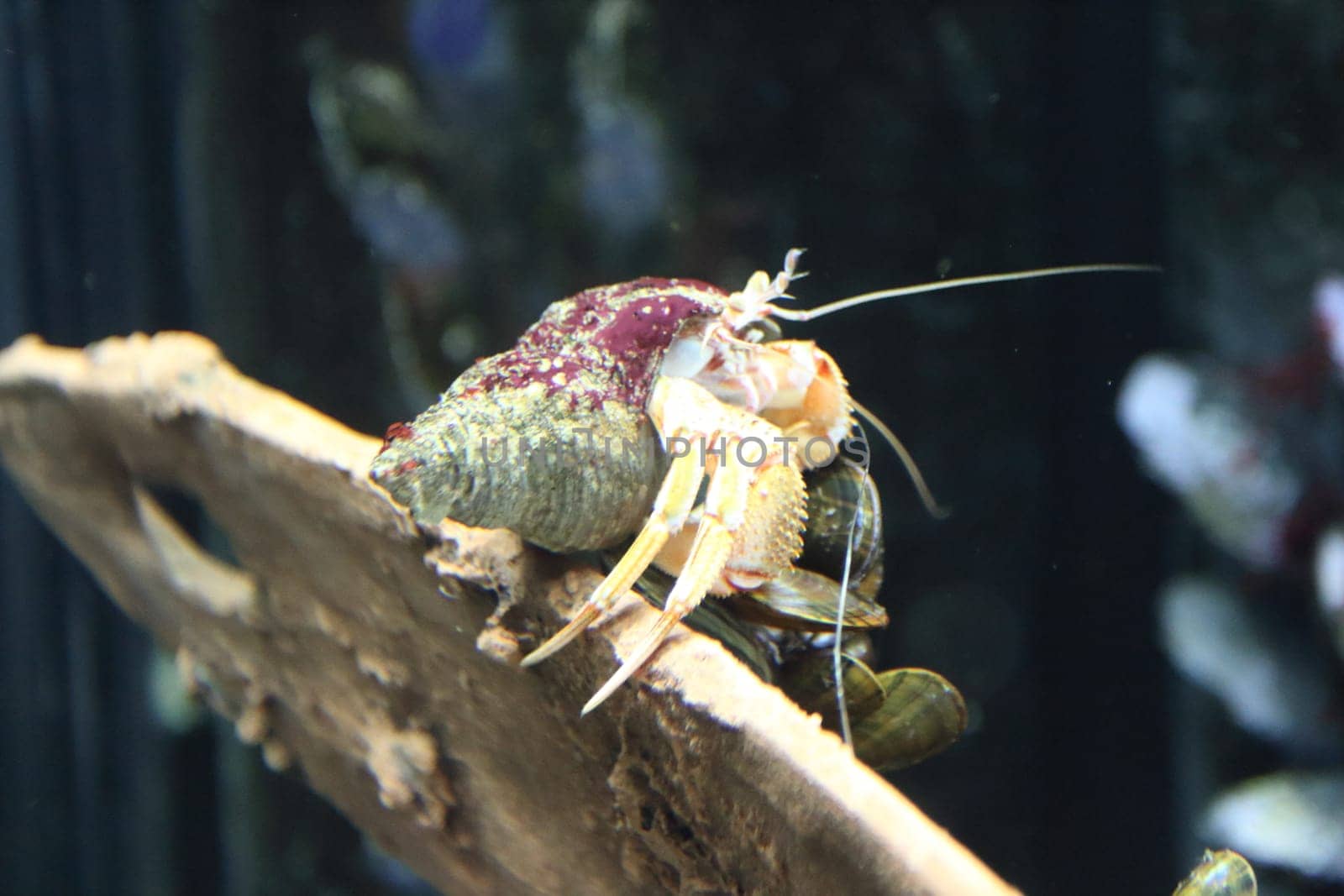 Hermit crabs are decapod crustaceans of the superfamily Paguroidea