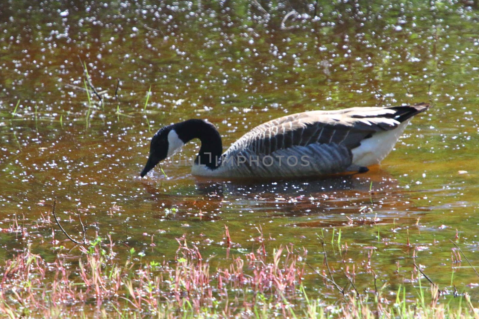 The Canada Goose (Branta canadensis) is a species of bird in the family Anatidae