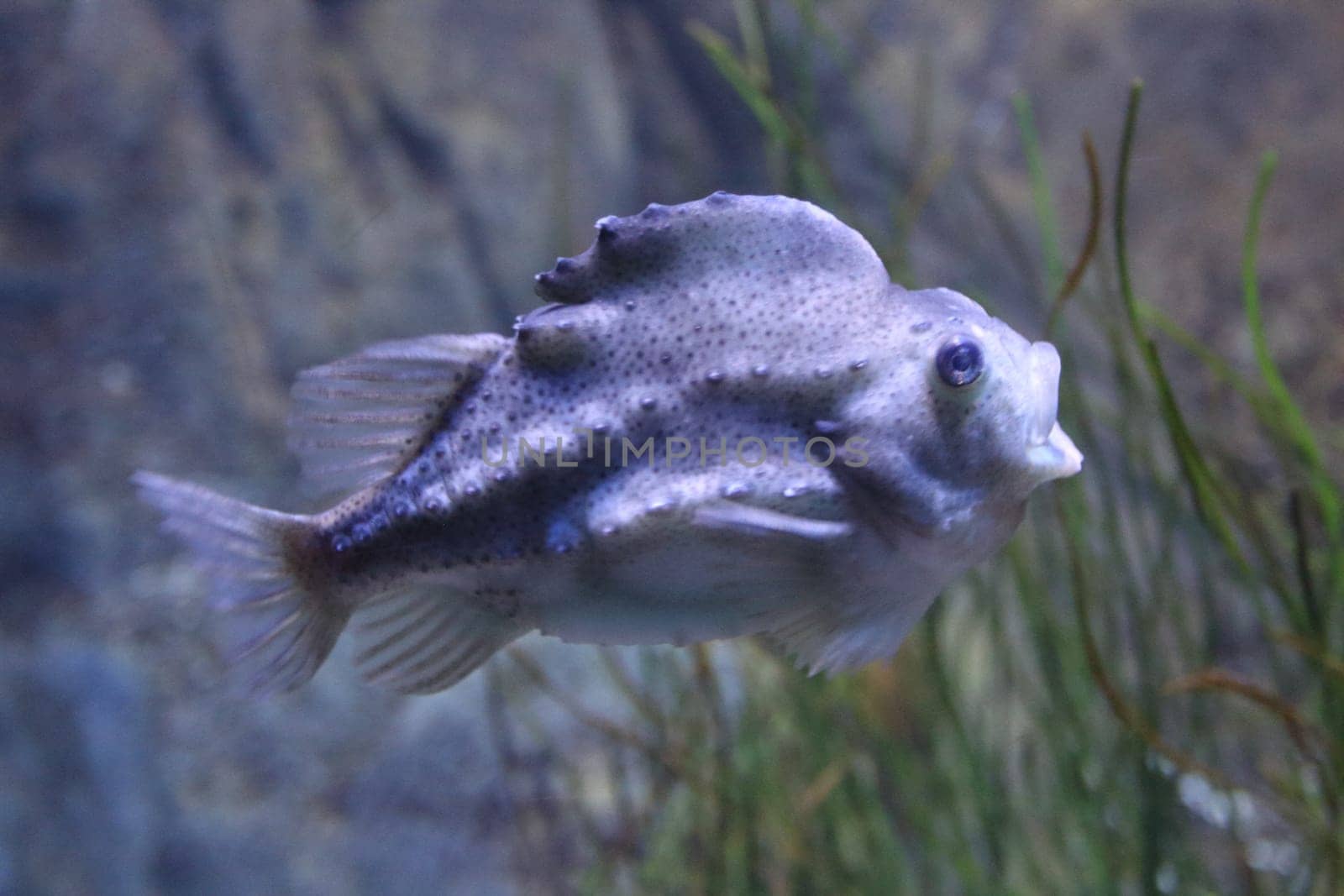 Cyclopterus lumpus, the lumpsucker or lumpfish, is a species of marine fish in the family Cyclopteridae (lumpsuckers)