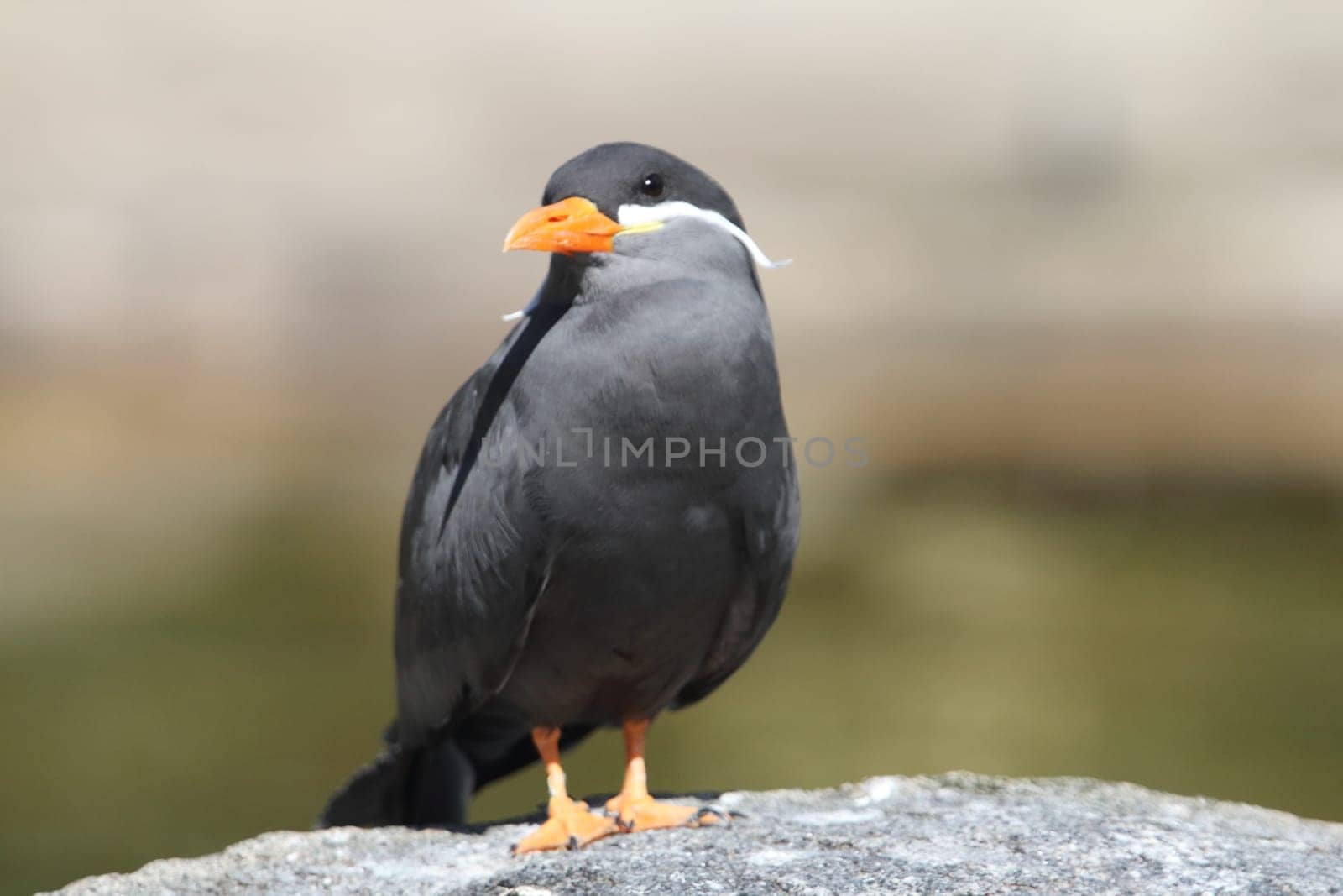 the Inca tern (Larosterna inca) is a tern in the family Laridae