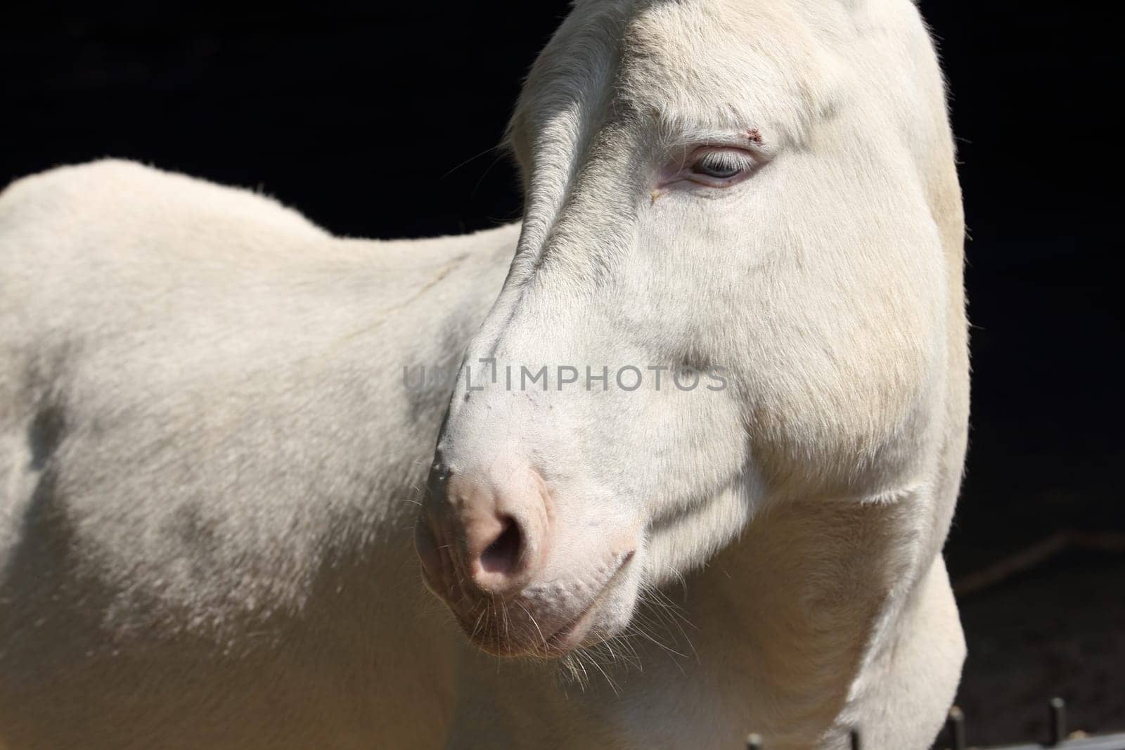 The donkey or ass (Equus africanus asinus) is a domesticated member of the horse family, Equidae. The wild ancestor of the donkey is the African wild ass