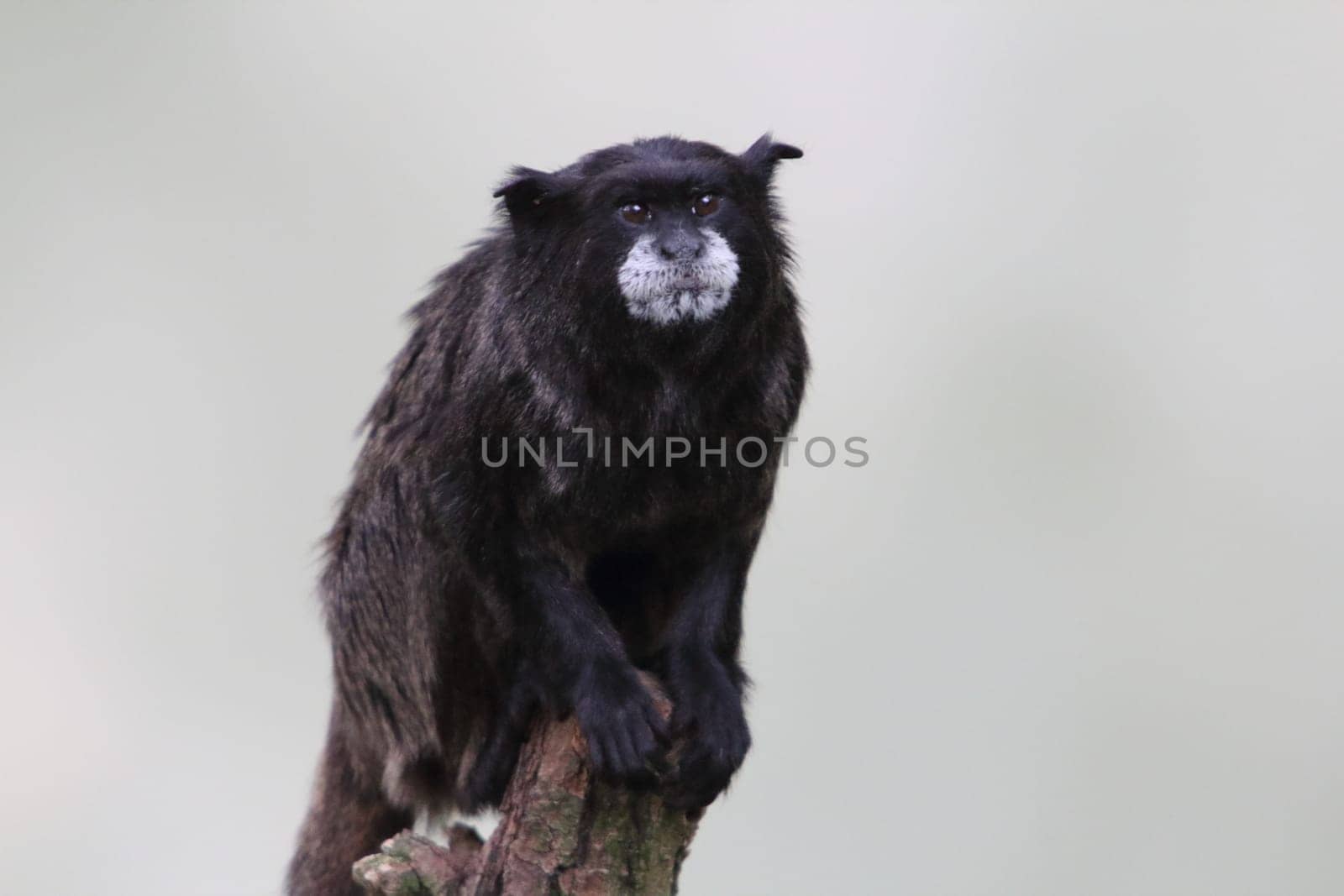 The black-mantled tamarin, Saguinus nigricollis, is a species of tamarin from the northwestern Amazon in far western Brazil, southeastern Colombia and northeastern Peru