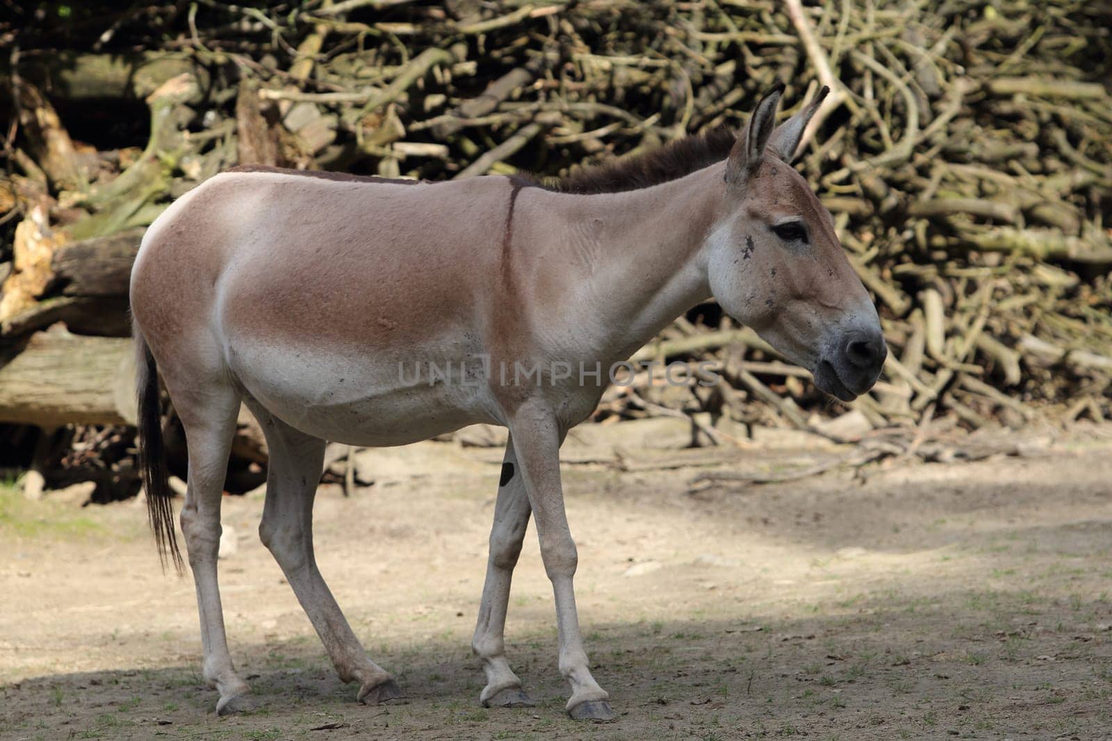 The onager (Equus hemionus), also known as hemione or Asiatic wild ass, is a species of the family Equidae (horse family) native to Asia