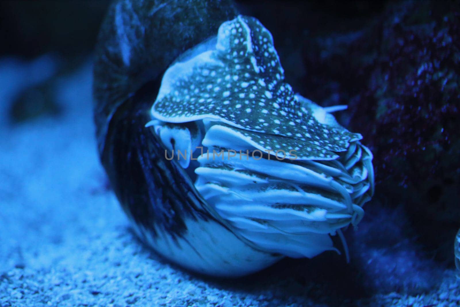 the nautilus  is a pelagic marine mollusc of the cephalopod family Nautilidae, the sole extant family of the superfamily Nautilaceae and of its smaller but near equal suborder, Nautilina.