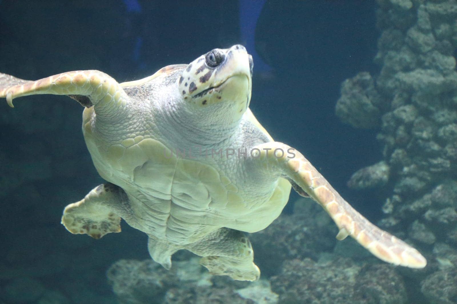 The loggerhead sea turtle (Caretta caretta), or loggerhead, is an oceanic turtle distributed throughout the world. It is a marine reptile, belonging to the family Cheloniidae.
