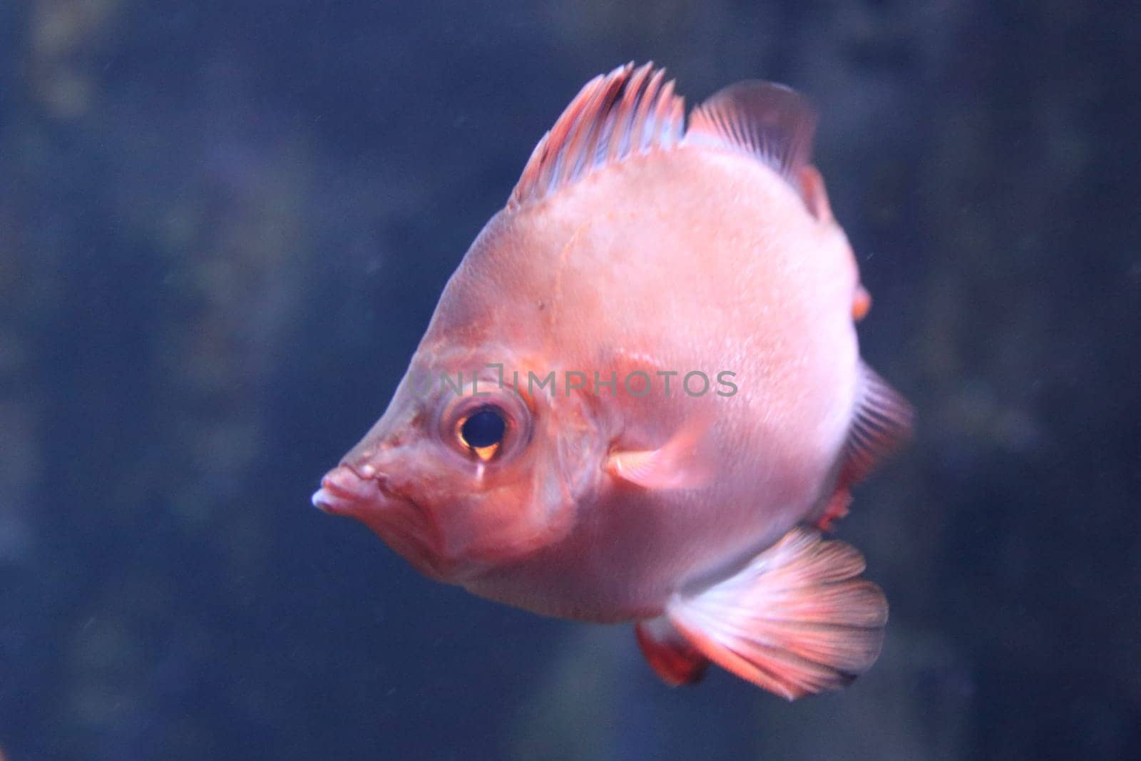 The boarfish (Capros aper) is a species of fish in the Caproidae family, the only known member of its genus