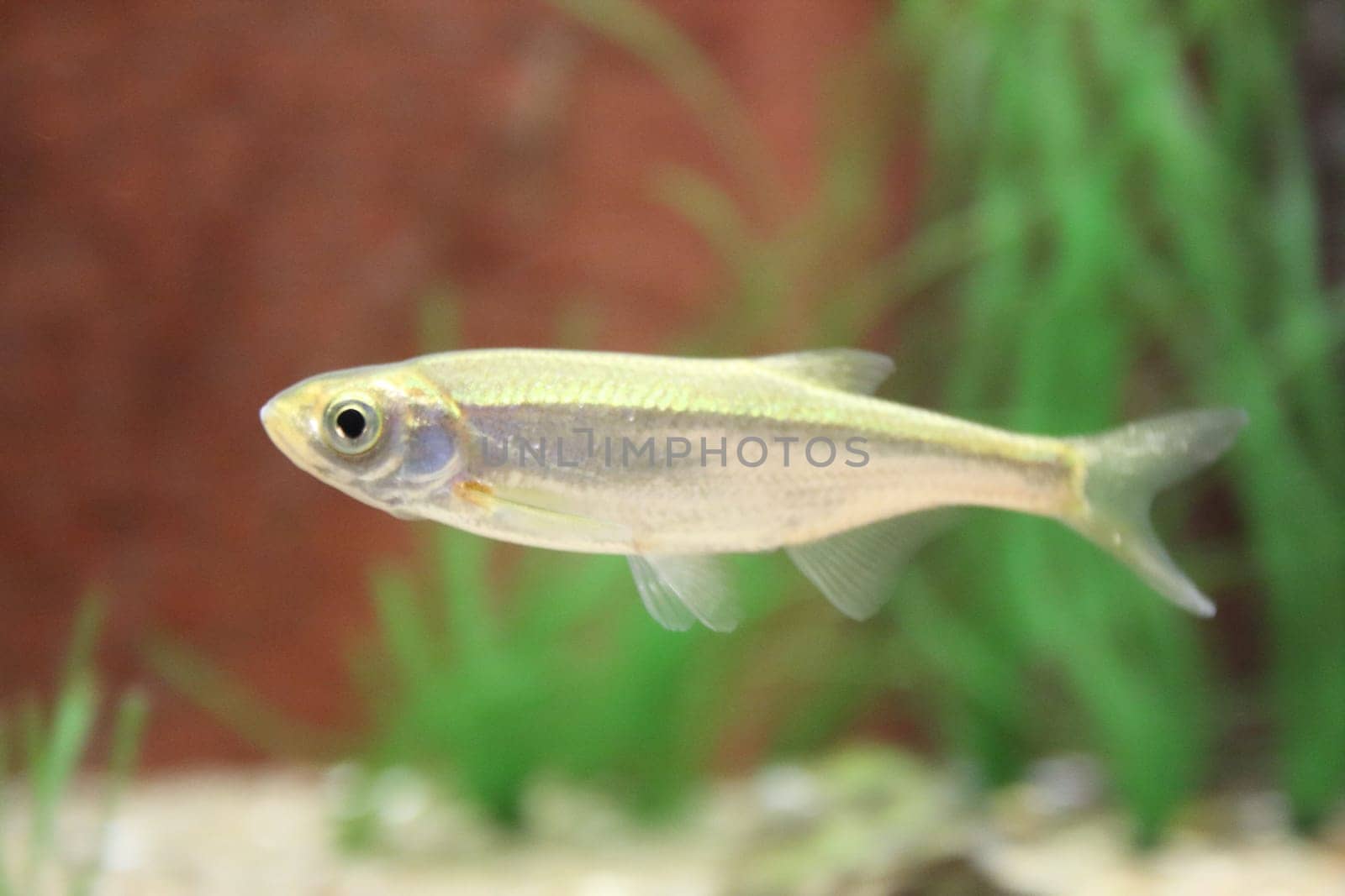The common bleak (Alburnus alburnus) is a small freshwater coarse fish of the cyprinid family