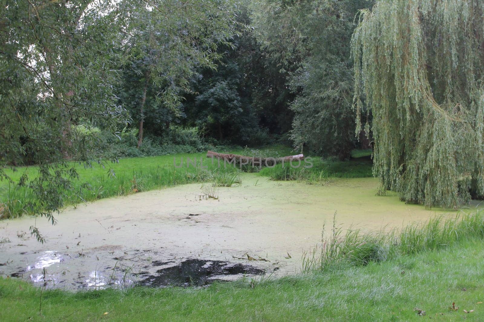 A small, tree-lined pond, trees in background
