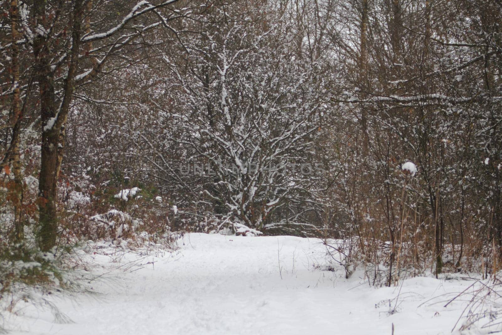 Winter forest with snow and leafless trees