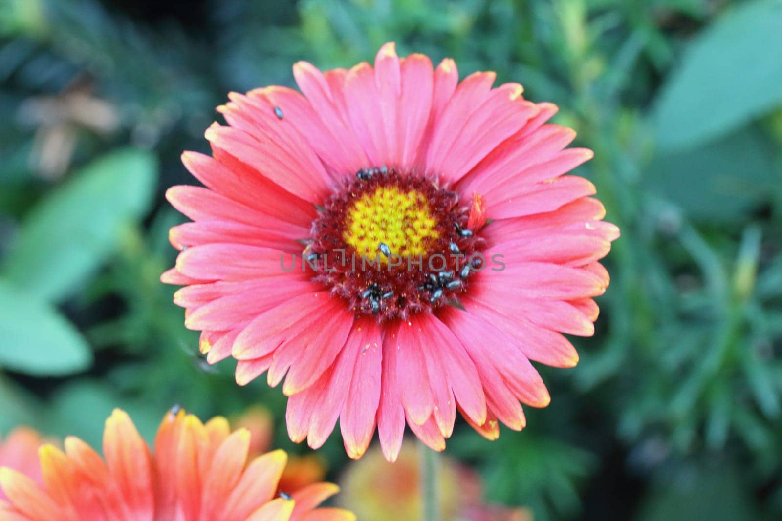 Osteospermum, is a genus of flowering plants belonging to the Calenduleae, one of the smaller tribes of the sunflower/daisy family Asteraceae
