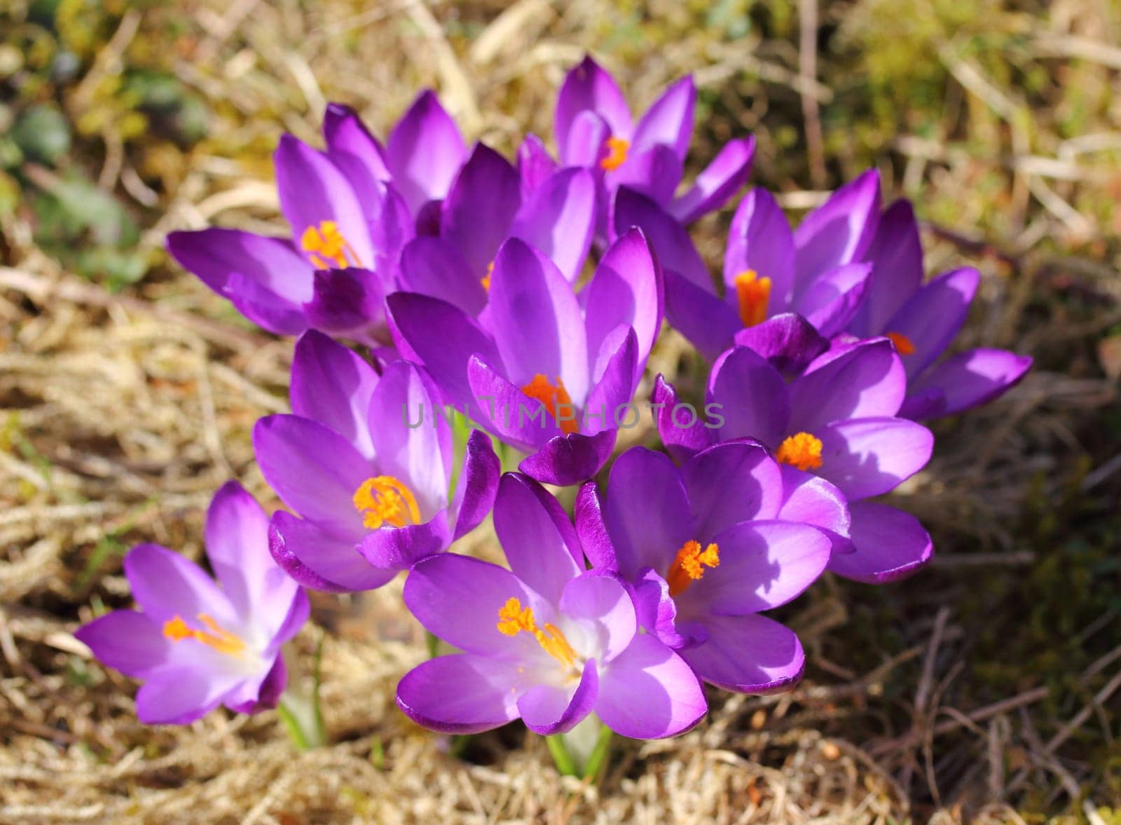 Crocus (English plural: crocuses or croci) is a genus of flowering plants in the iris family comprising 90 species of perennials growing from corms by hadot