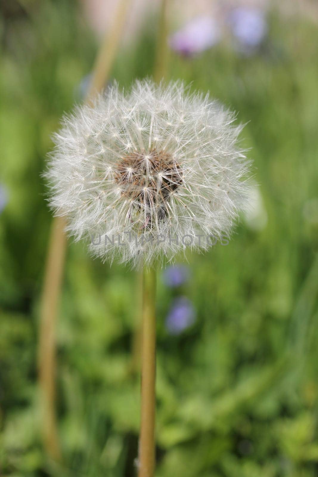 Taraxacum officinale, the common dandelion (often simply called "dandelion""), is a flowering herbaceous perennial plant of the family Asteraceae (Compositae)"