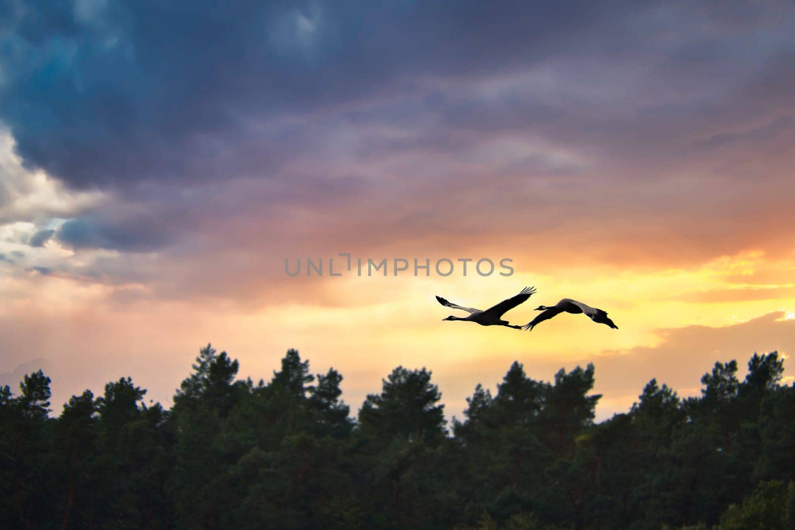 Two cranes flying over trees in a forest at sunset. Migratory birds on the Darss. Wildlife photo of birds from nature at the Baltic Sea.