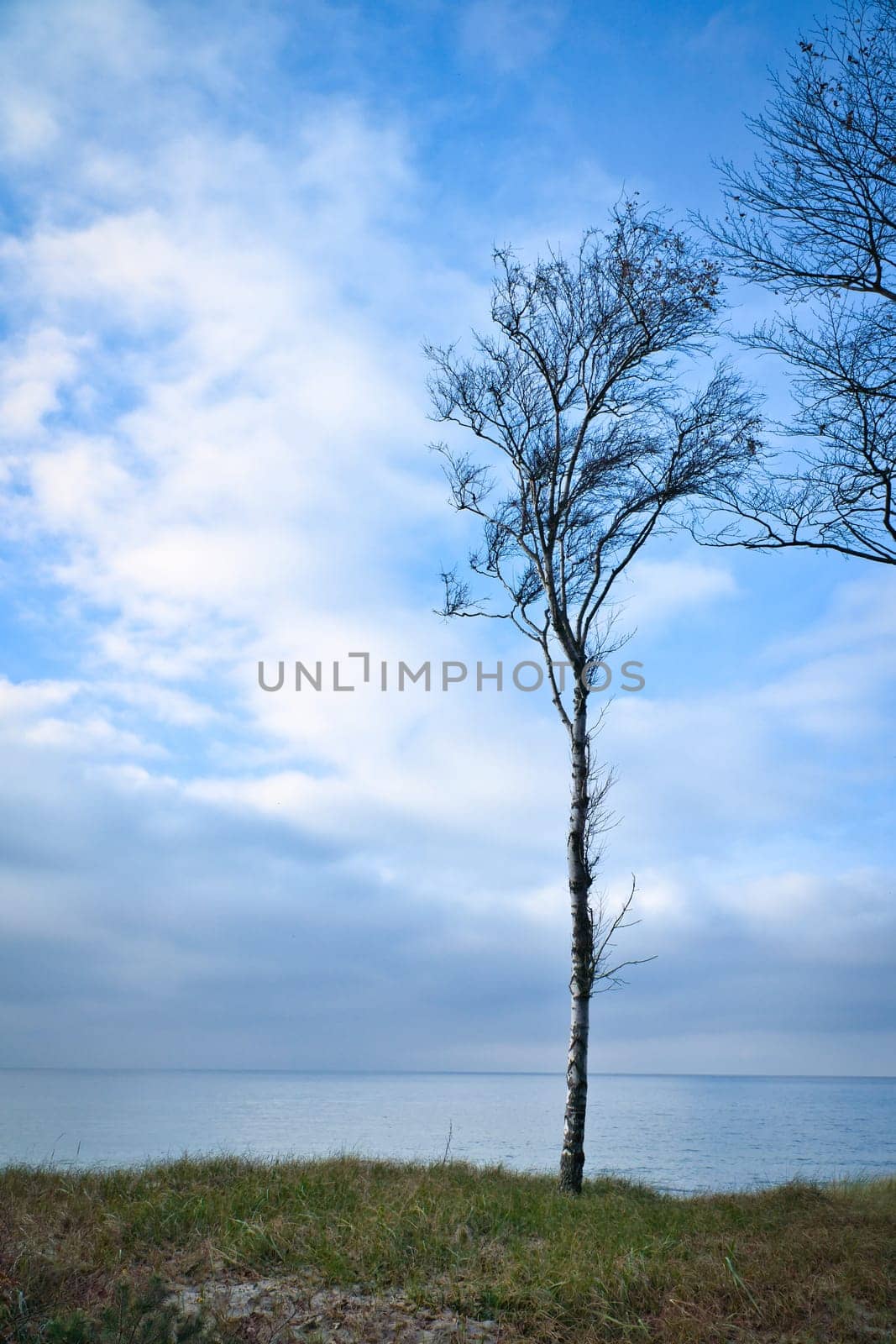Single tree freely depicted on the coast of the Baltic Sea. Groyne crossing to the sea. Nature shot at the ocean