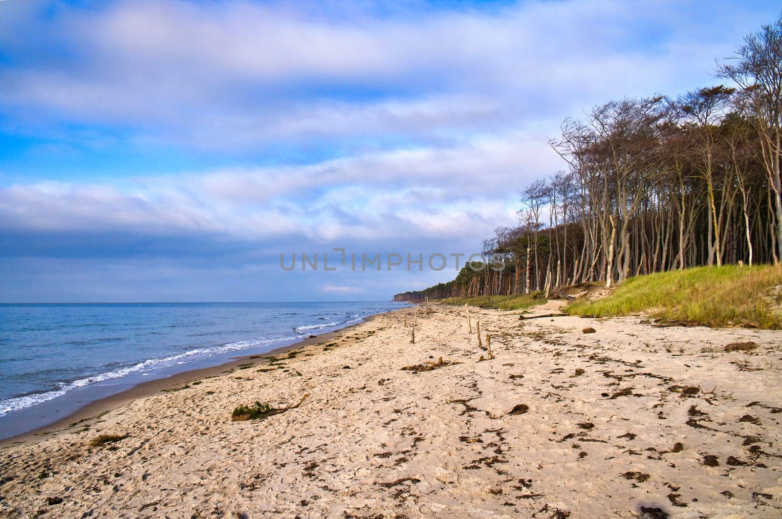 Pine forest on the beach on the Darss. White sand on the west beach. Cloudy sky. Landscape photo