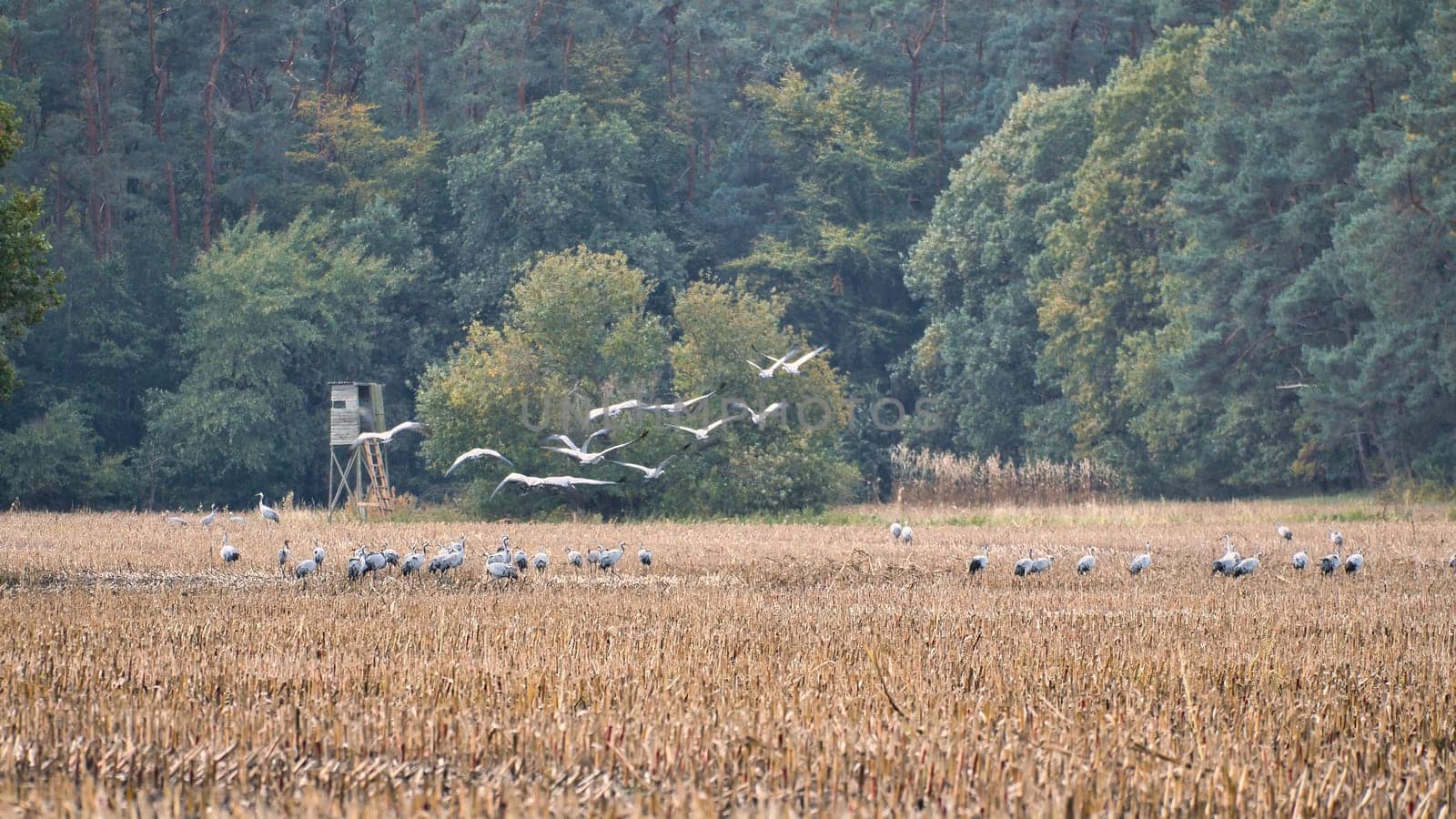 Cranes at a resting place on a harvested corn field in front of a forest. Migratory birds feeding. Wild animals on the Darss in nature. Animal photograph