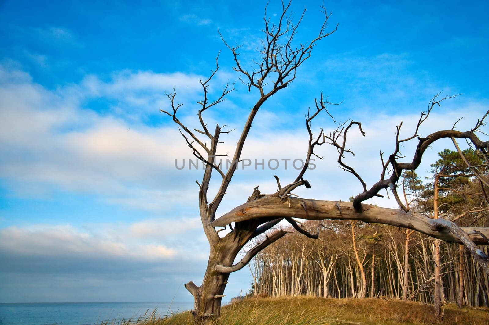 Single tree freely depicted on the coast of the Baltic Sea. A forest in the background. Nature shot at the ocean