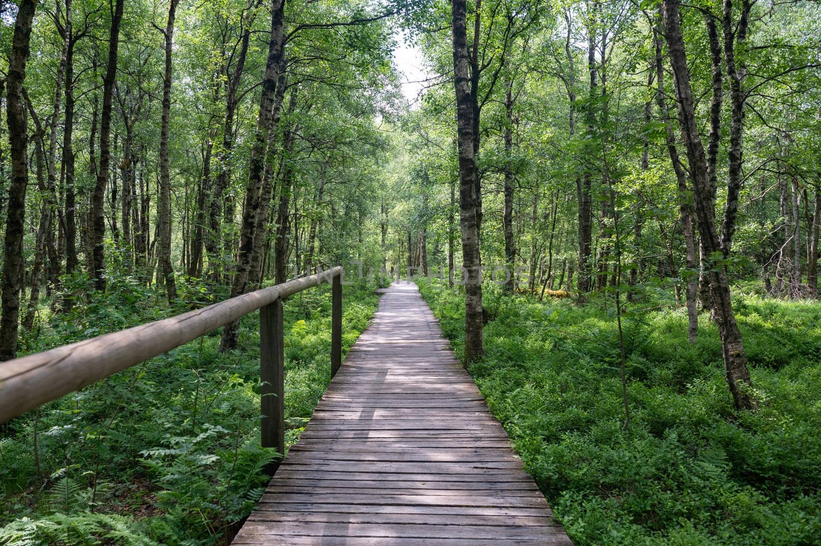 Carpathian birch ( Betula carpatica ) forest with wooden footbridge in the red moor in the high Rhön, Hesse, Germany