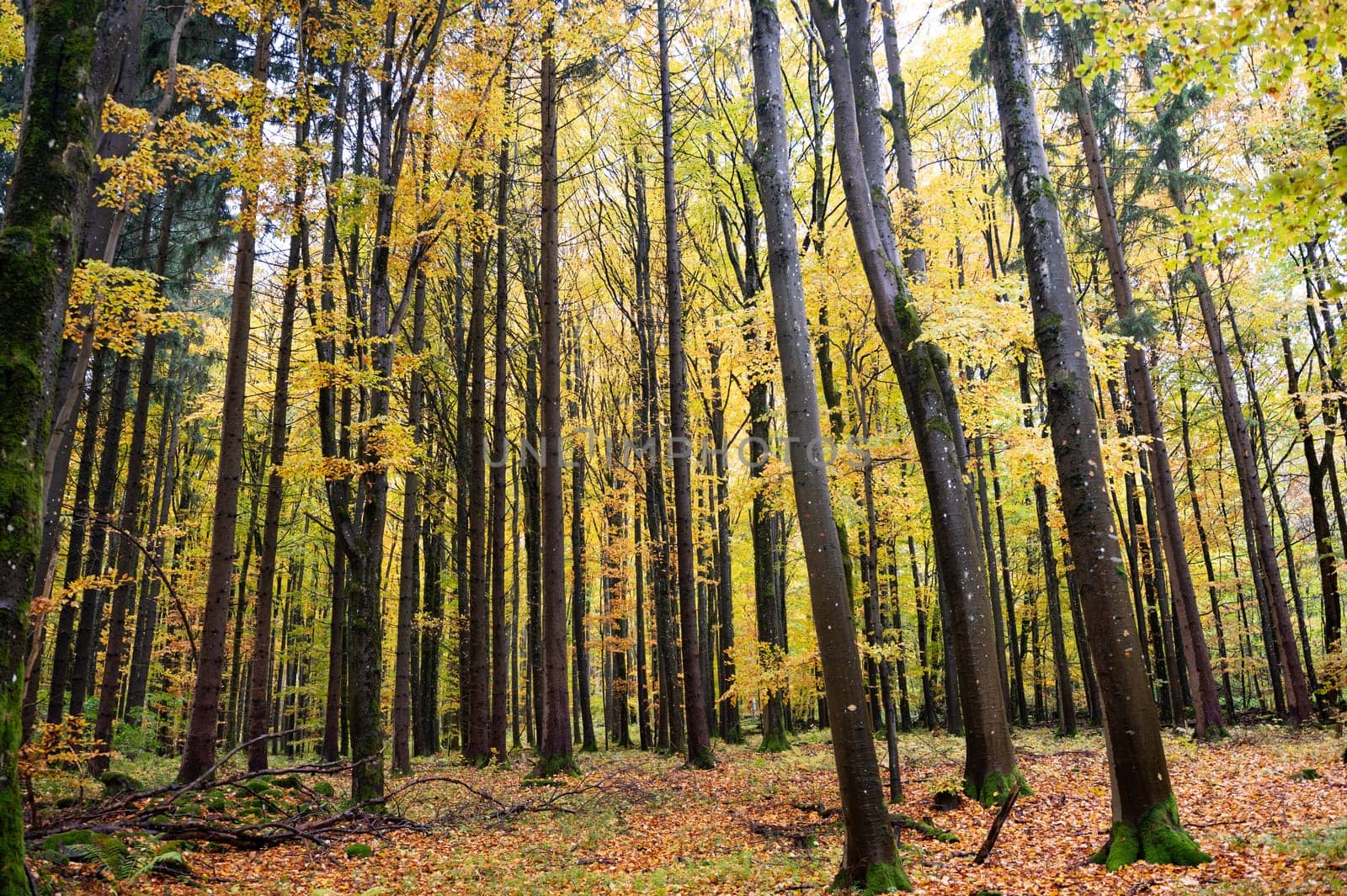 A forest in autumn with lots of leaves