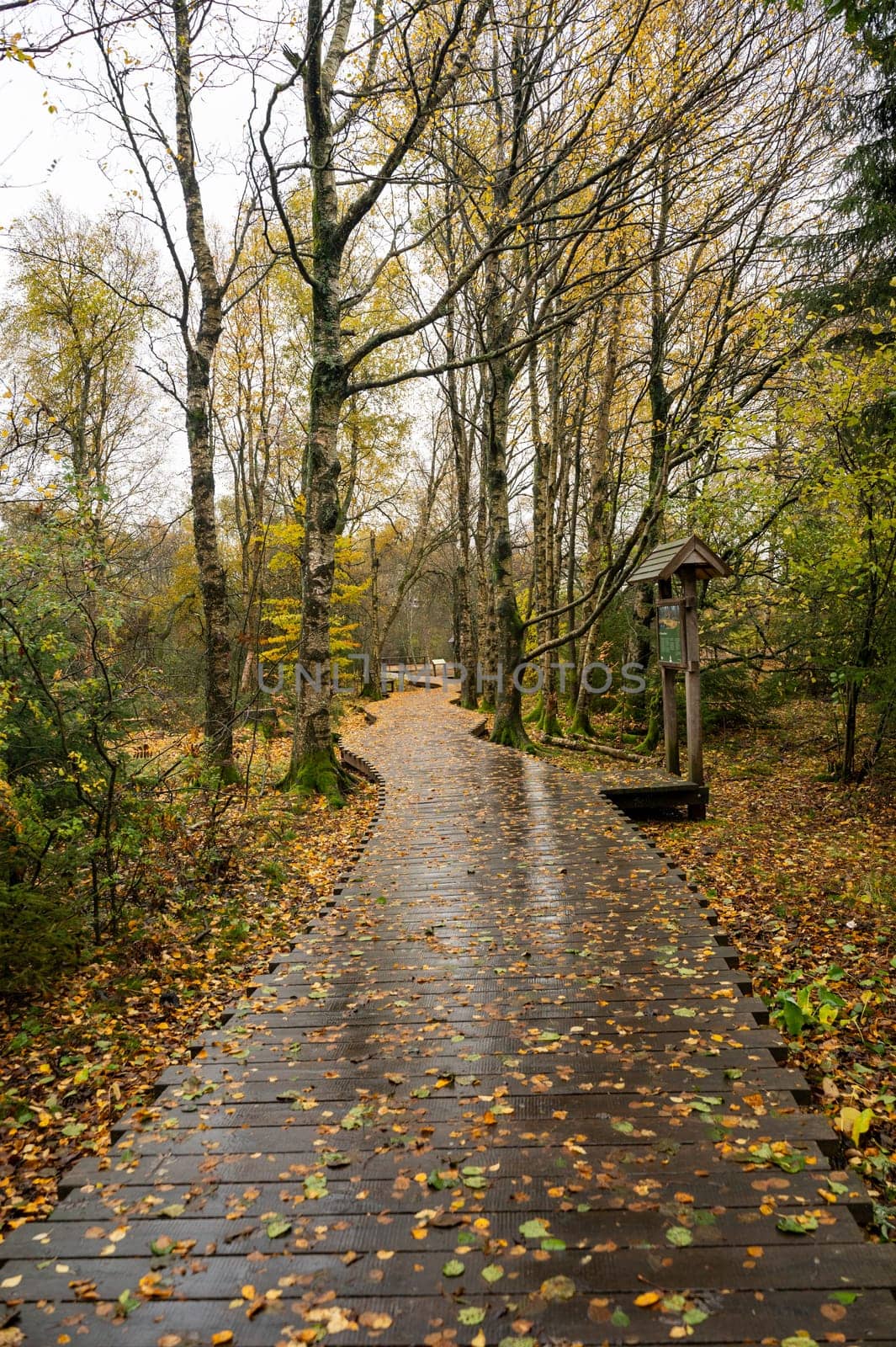 Wooden footbridge in the Schwarzes Moor in the Rhoen, Bavaria, Germany, in autumn after rain