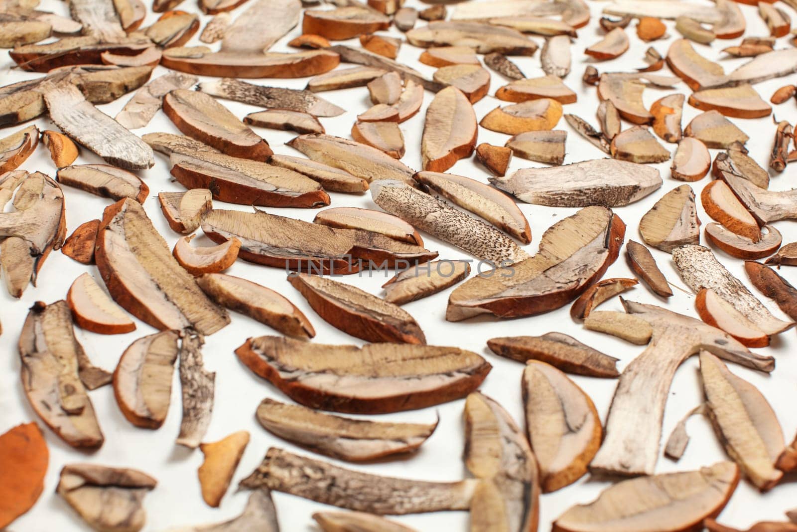 Thin slices of forest mushrooms - orange cup scaber stalk variety - leaved on white paper to dry
