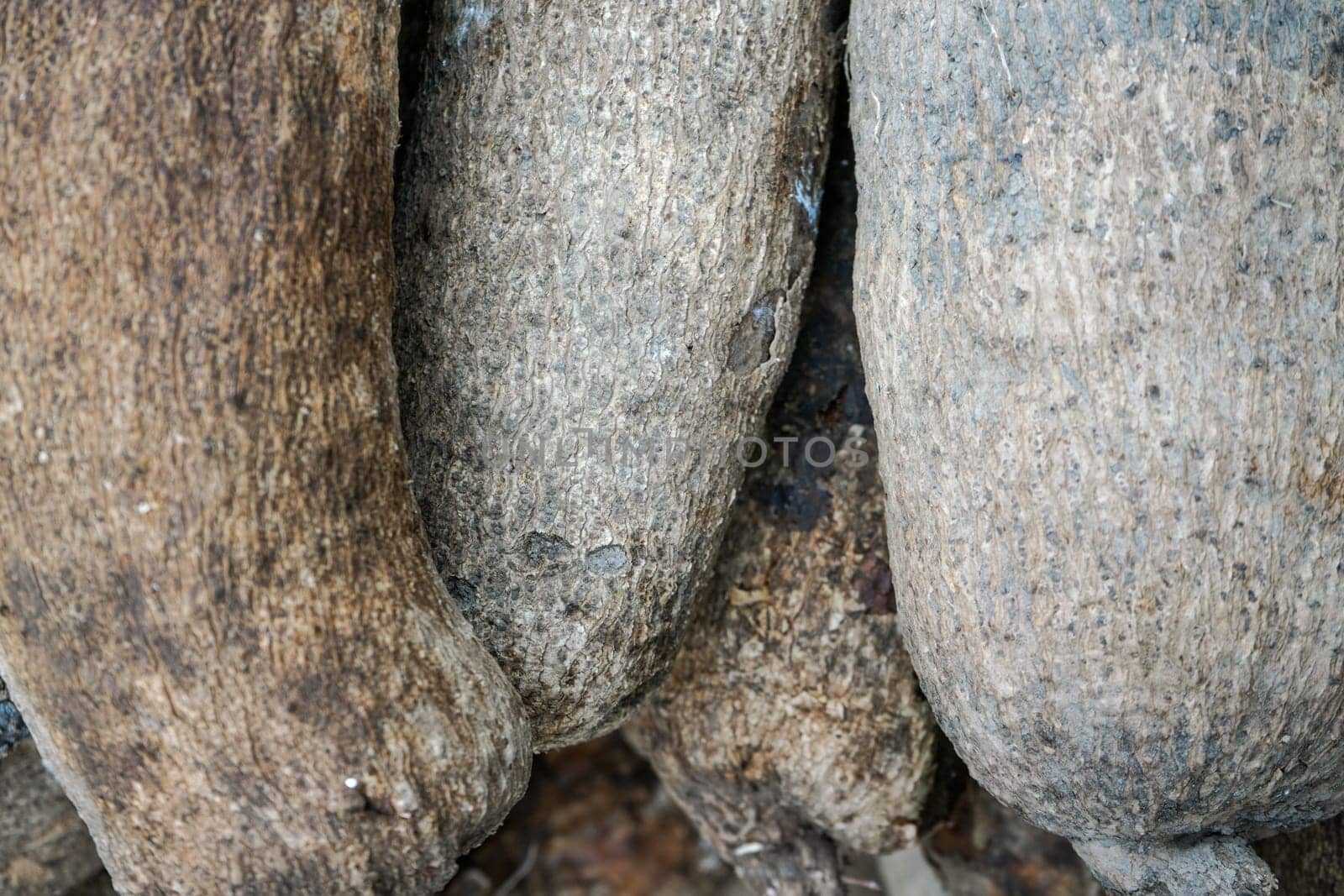 Closeup of puna yam skin displayed at food market
