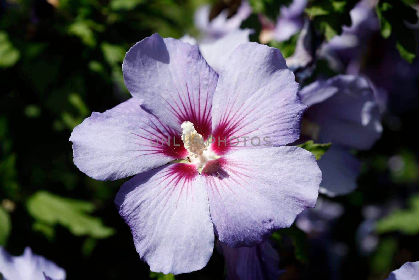 Flowering purple hibiscus flower , Germany