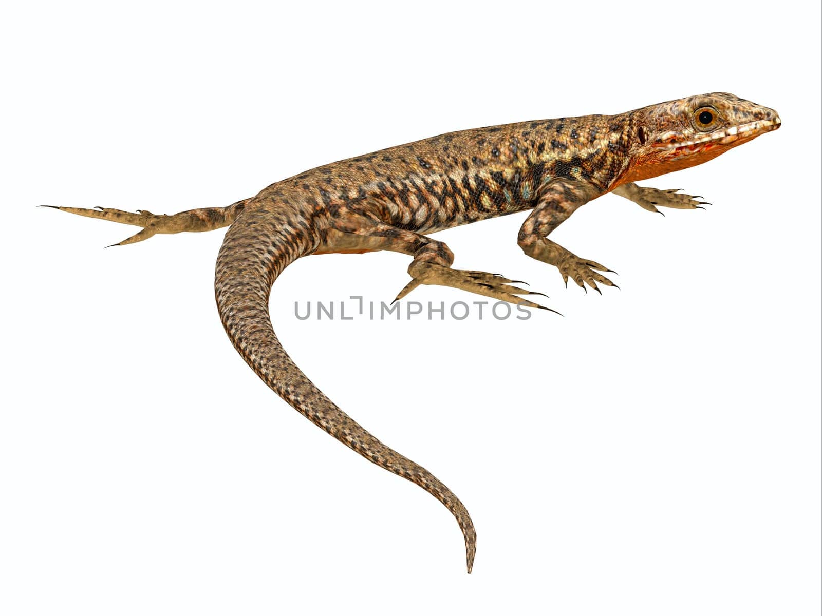 The Common Orange Wall lizard lives in Europe and North America and is a carnivore.
