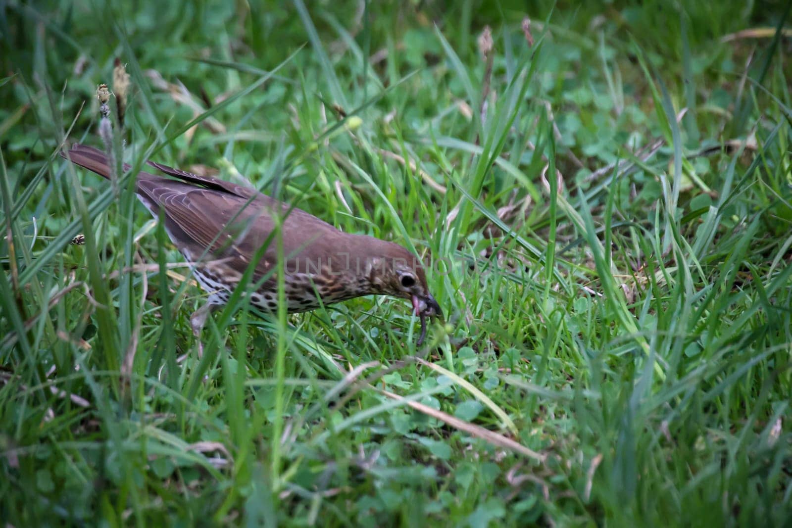 A song thrush looking for earthworms for its offspring.