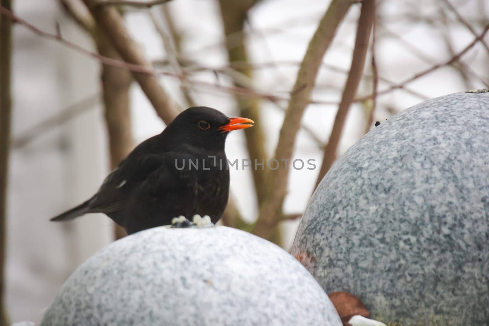 A blackbird on a fountain in winter.