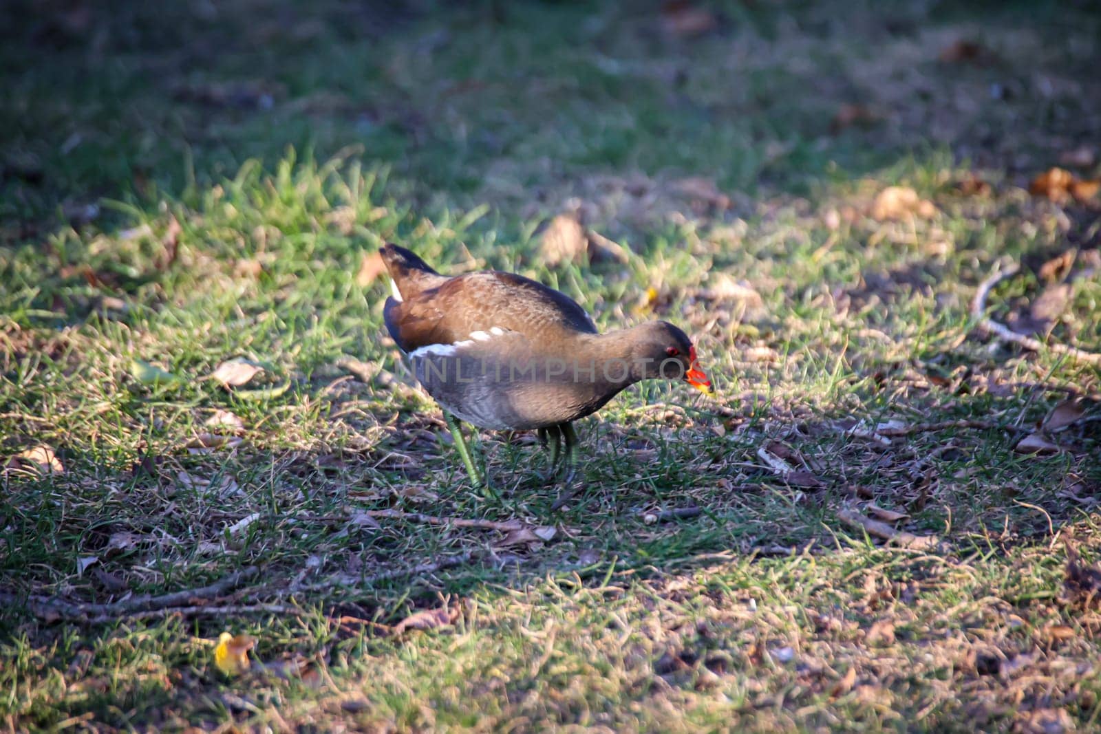 A moorhen foraging at the edge of a pond.