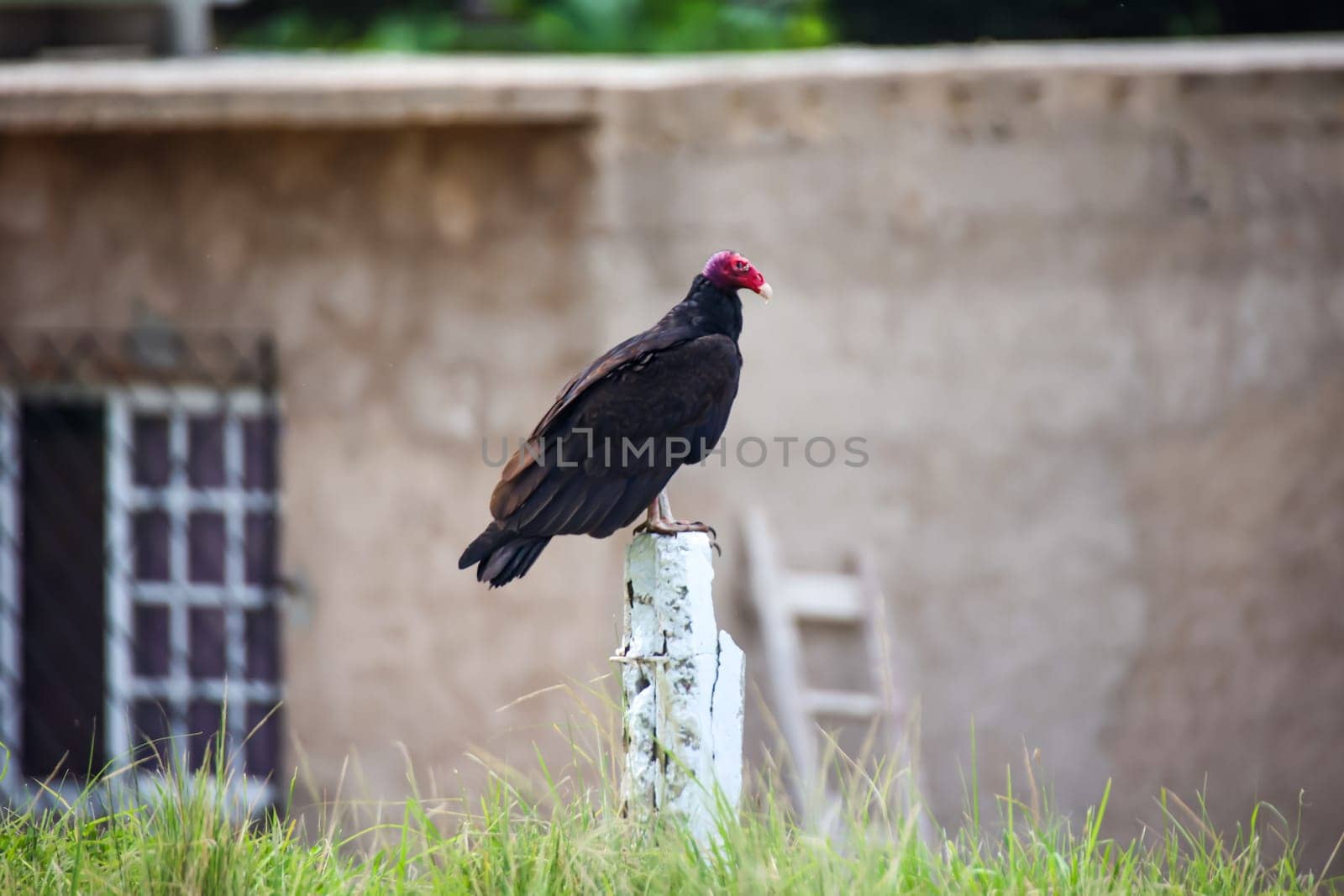 A turkey vulture (Cathartes aura) in Cuba. Portrait of a vulture.