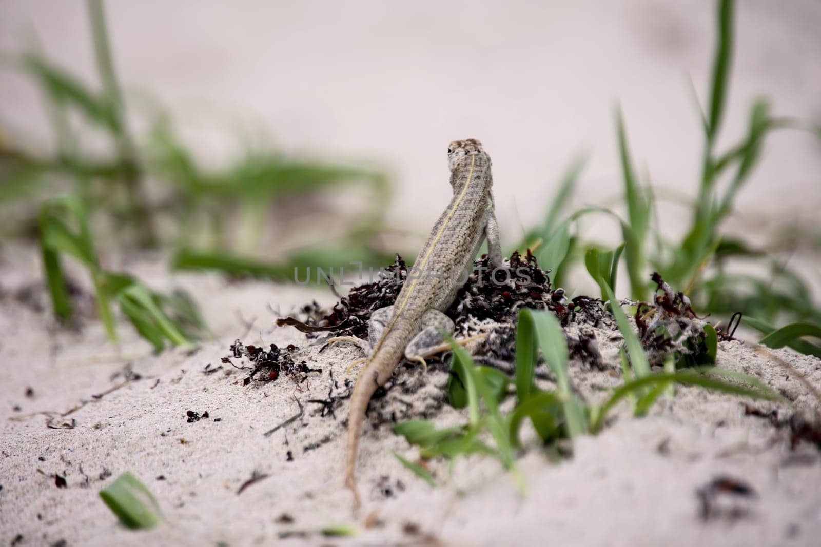 A longitudinally striped lizard on the beach in Cuba.