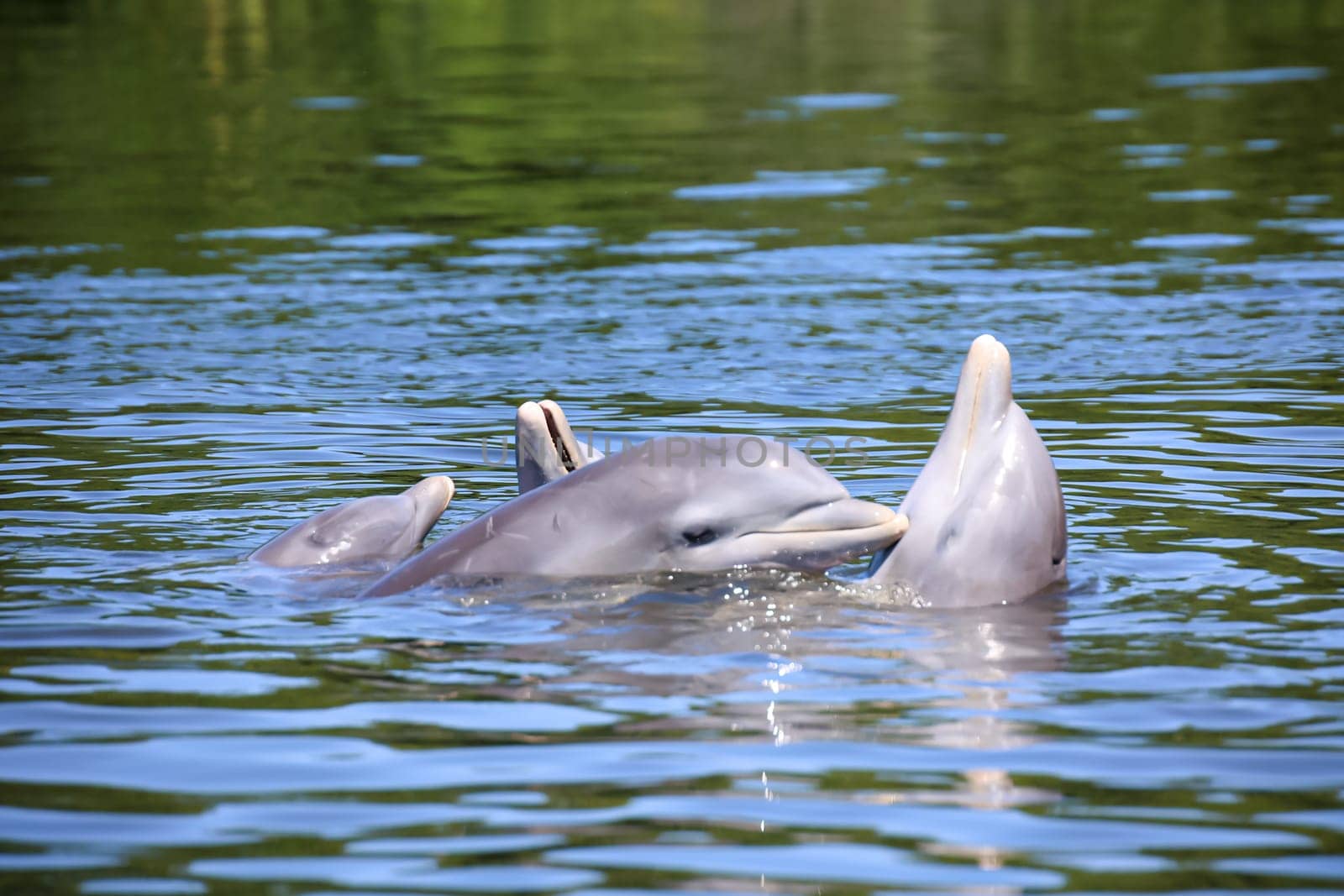 A group of dolphins in a bay with mangrove trees, dolphins.