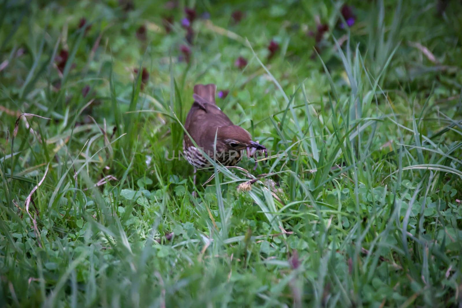 A song thrush looking for earthworms for its offspring.