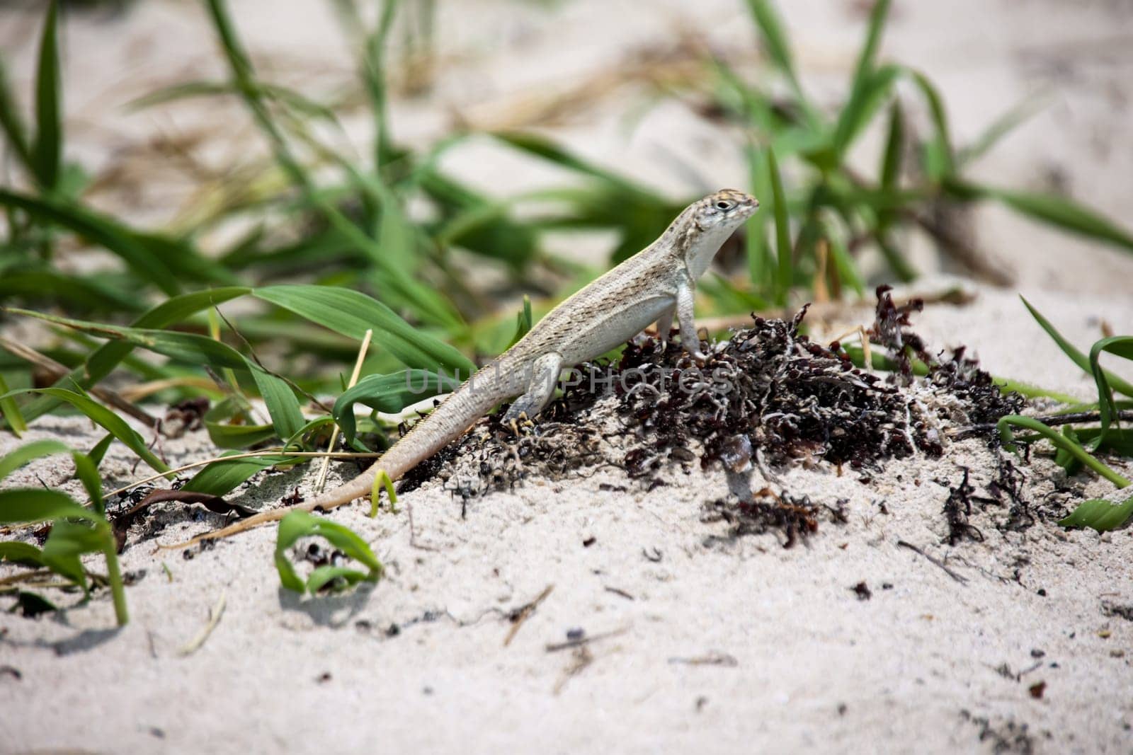 A longitudinally striped lizard on the beach in Cuba.