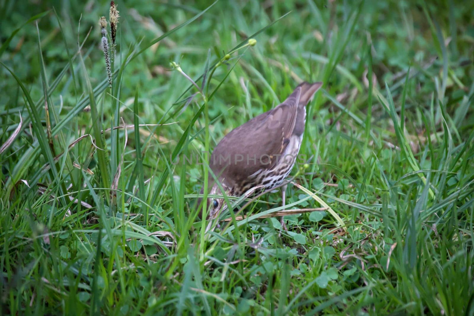 A song thrush looking for earthworms for its offspring.