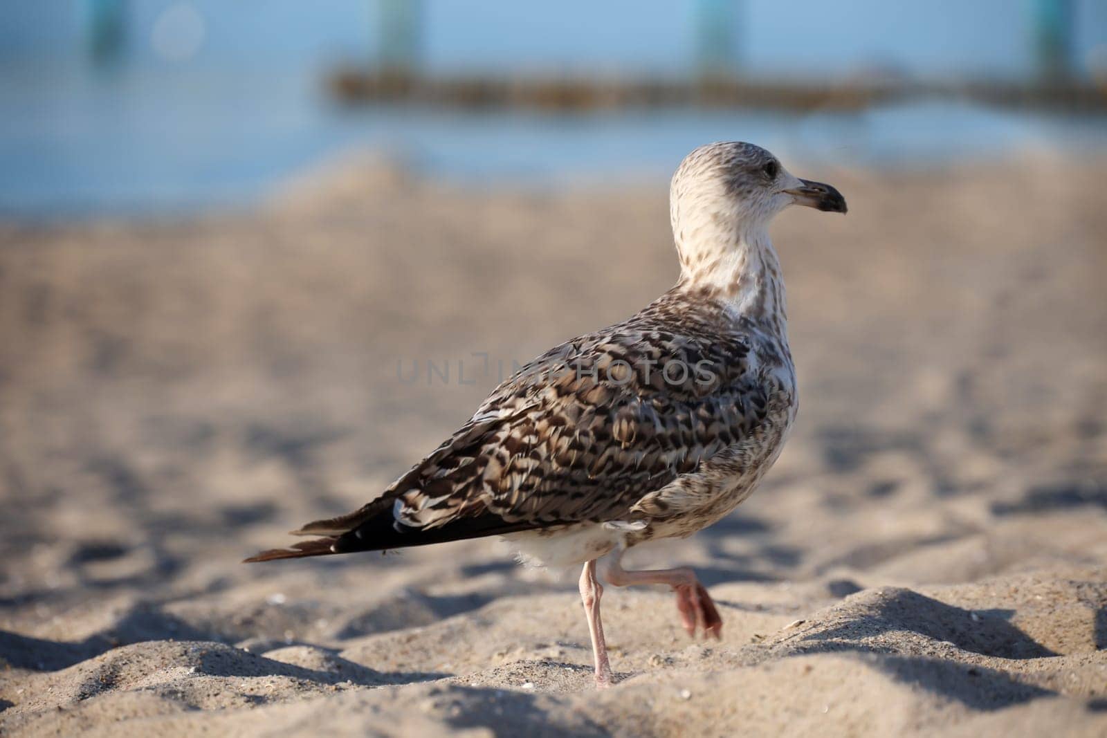 A great black-backed gull on the beach of the Baltic Sea. Portrait of a gull.