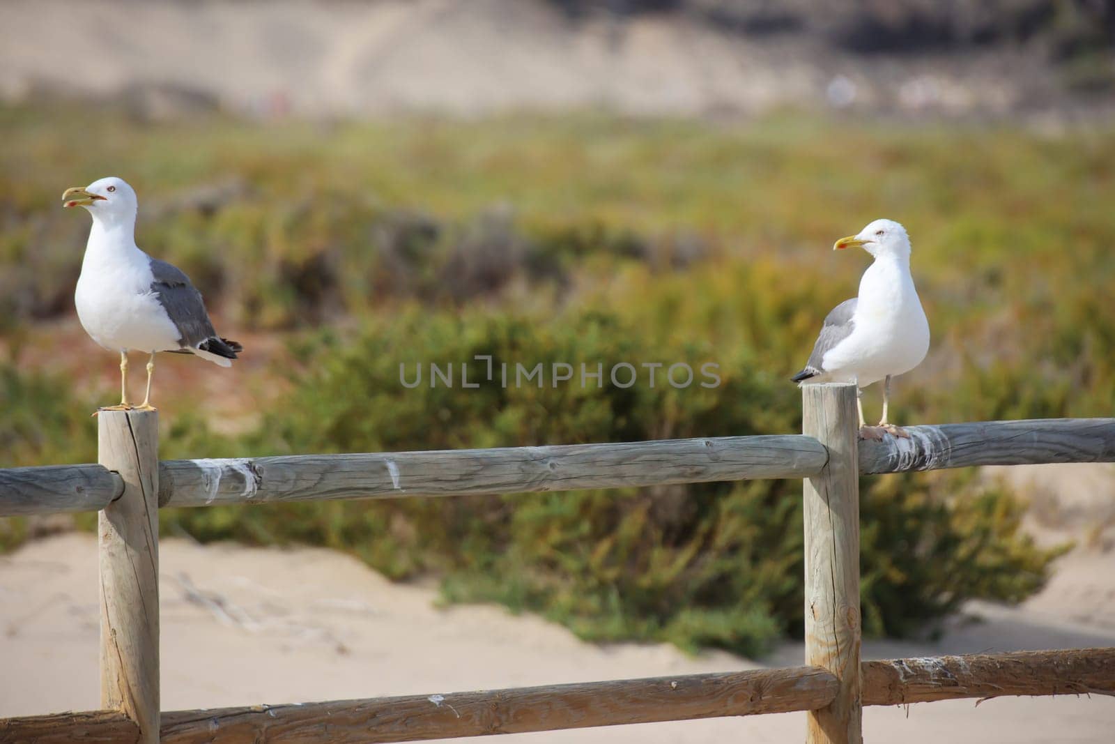 A seagull on a creel.