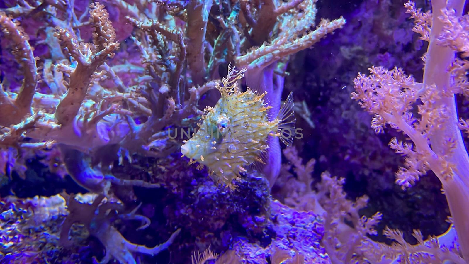 A Chaetodermis penicilligera between corals.