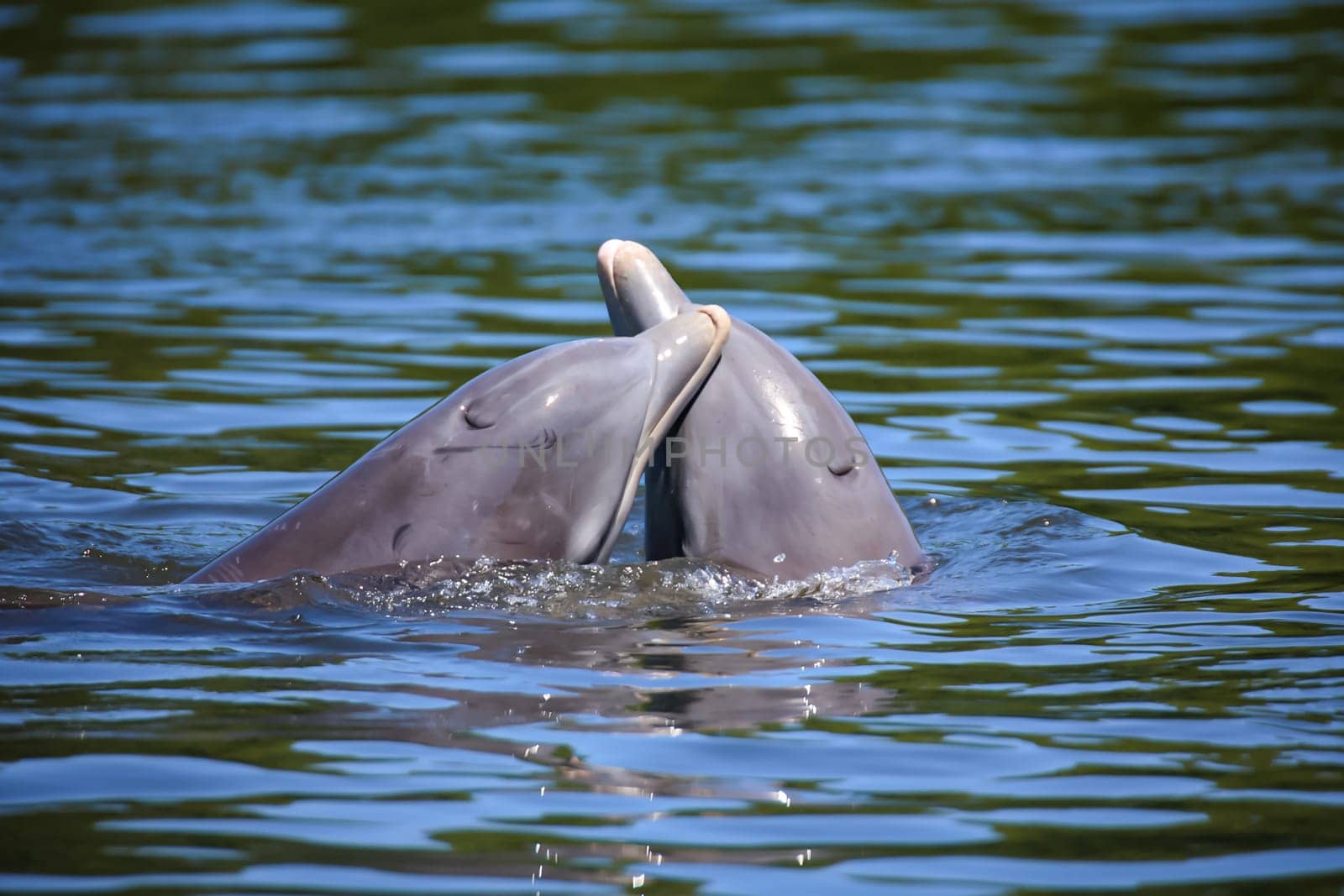 A group of dolphins in a bay with mangrove trees, dolphins.