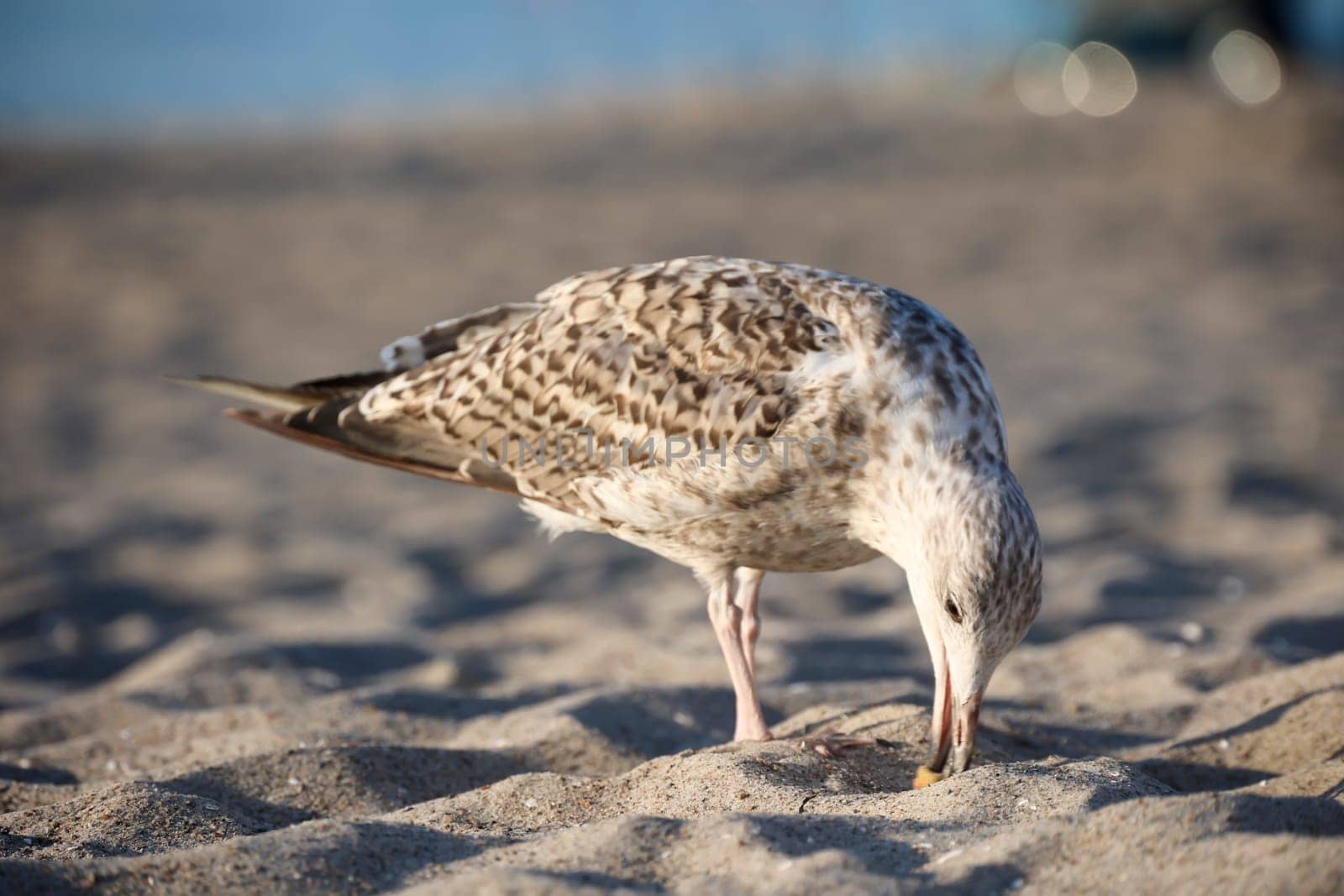 A great black-backed gull on the beach of the Baltic Sea. Portrait of a gull.
