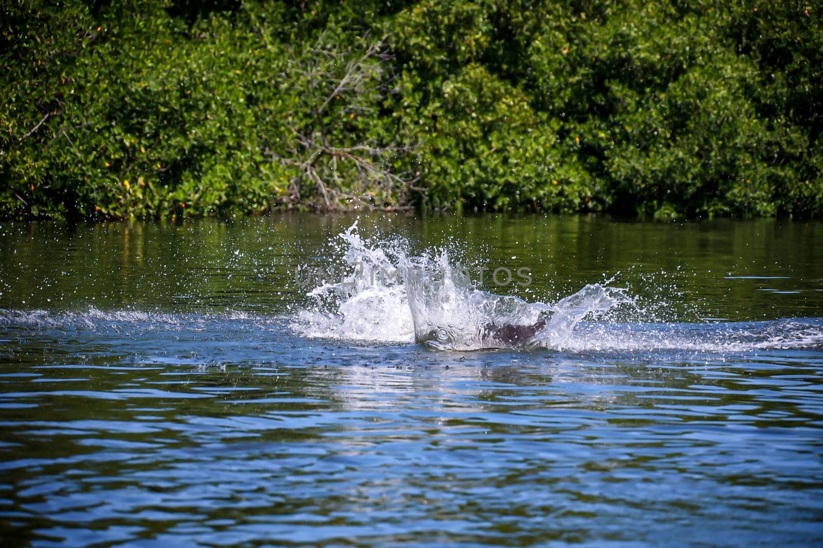 A group of dolphins in a bay with mangrove trees, dolphins.