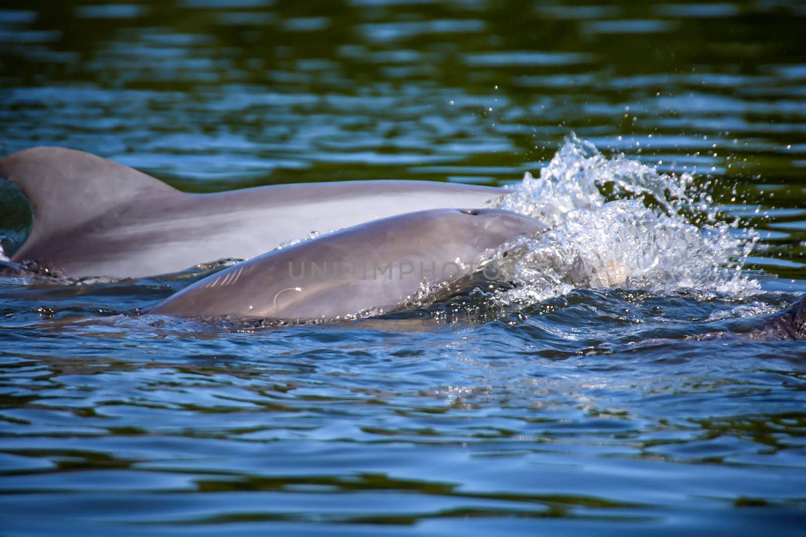 A group of dolphins in a bay with mangrove trees, dolphins.