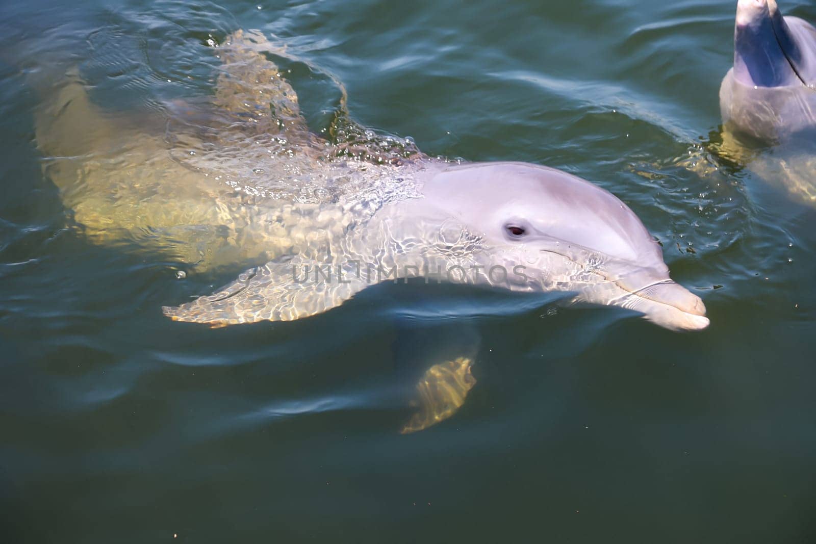 A group of dolphins in a bay with mangrove trees, dolphins.