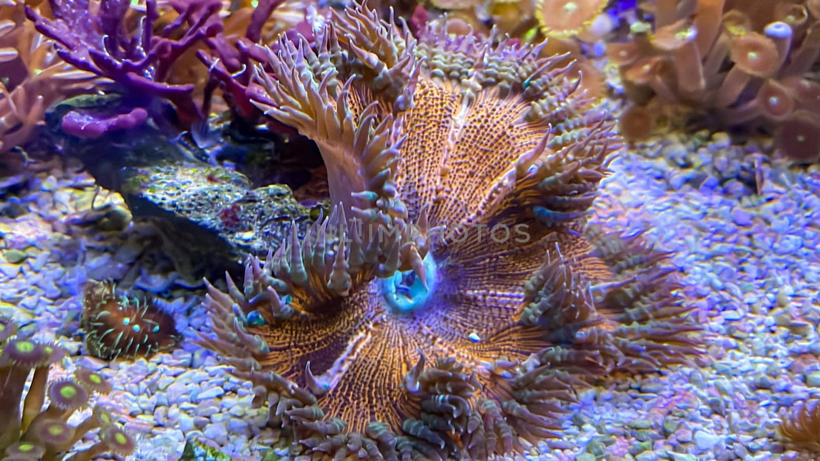 Disc anemones in a marine aquarium