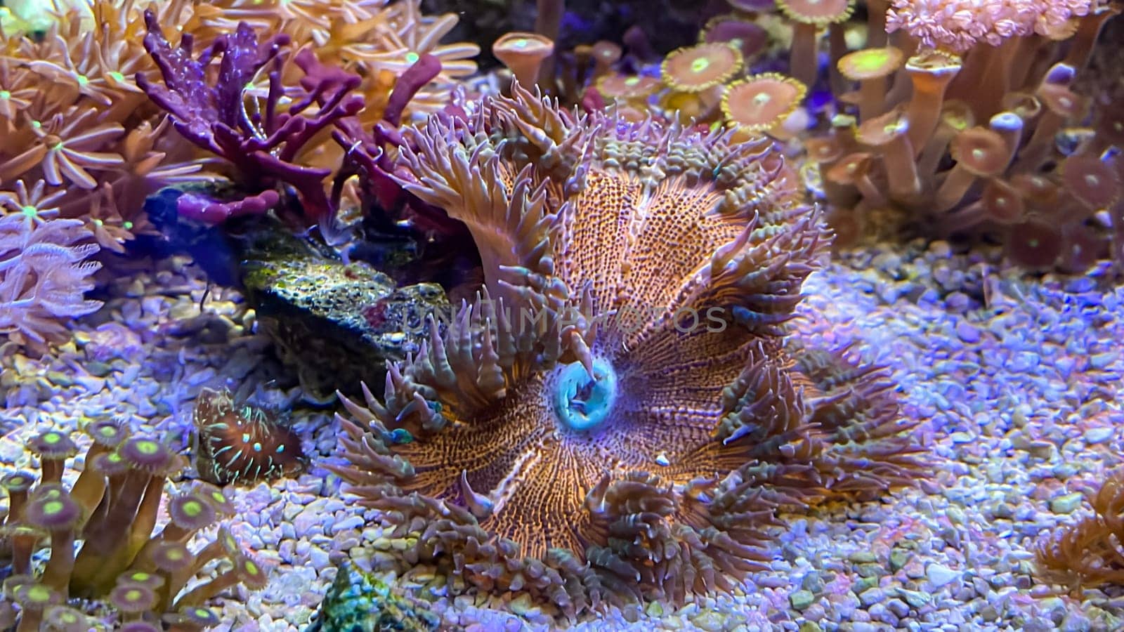Disc anemones in a marine aquarium